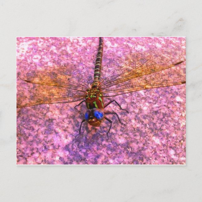 Dragonfly Postcard (Front)