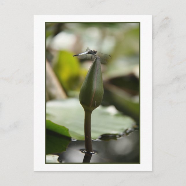 Dragonfly Postcard (Front)