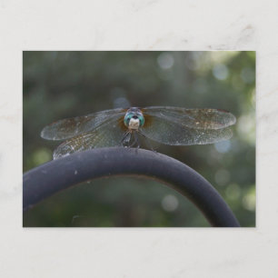 Dragonfly Postcard