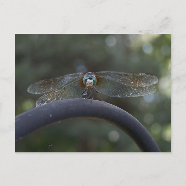 Dragonfly Postcard (Front)