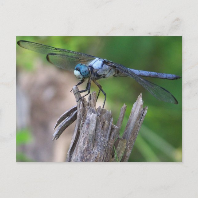 Dragonfly Postcard (Front)
