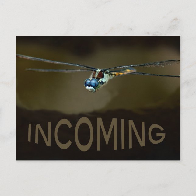 dragonfly postcard (Front)