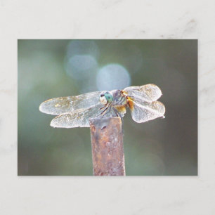 dragonfly postcard