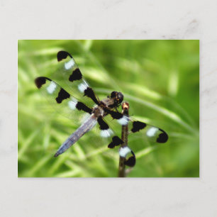 Dragonfly Postcard