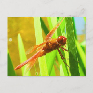 Dragonfly Postcard