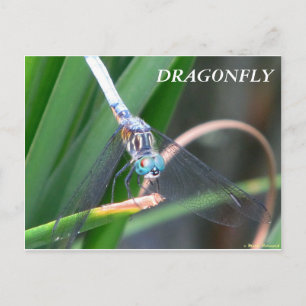 Dragonfly Postcard
