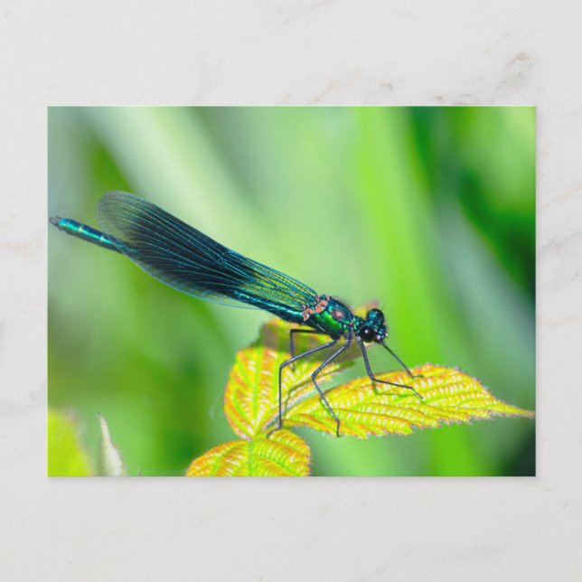 Dragonfly Postcard (Front)