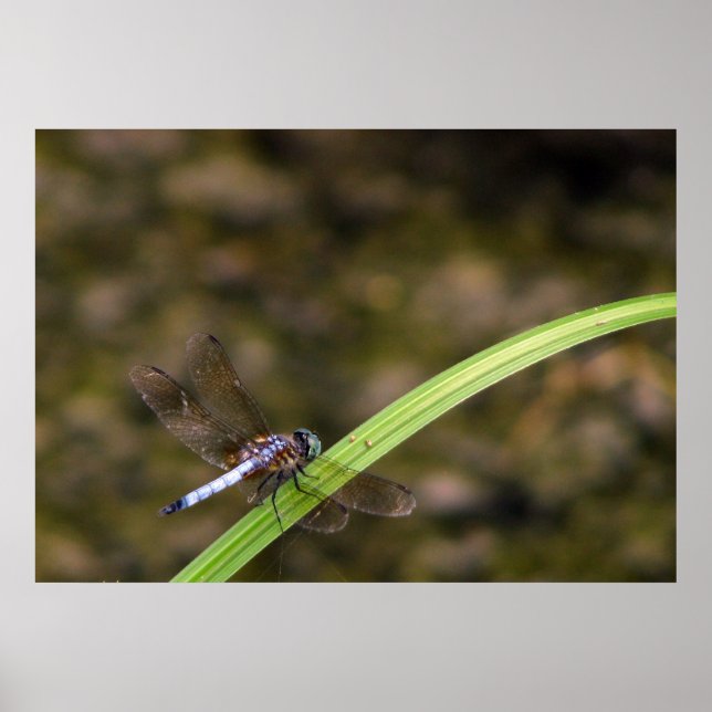 Dragonfly Poster (Front)