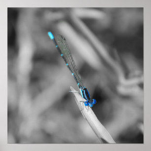 Dragonfly Poster