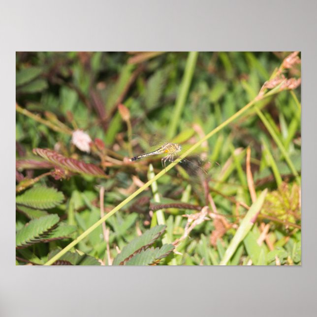 Dragonfly Poster (Front)