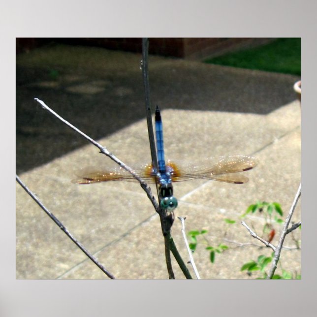 Dragonfly Poster (Front)