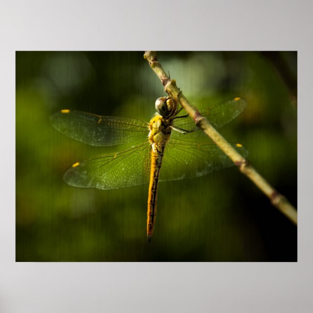 Dragonfly Poster (Front)