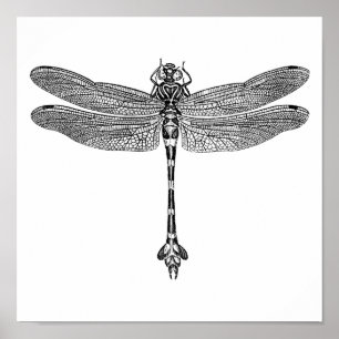 Dragonfly Poster