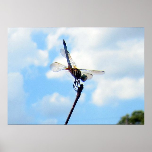 Dragonfly ~ Prepare for Take-off Poster (Front)