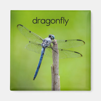 Dragonfly Refrigerator Magnet