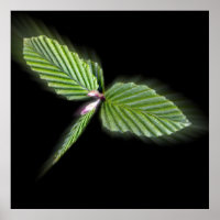 Dragonfly shaped leaves