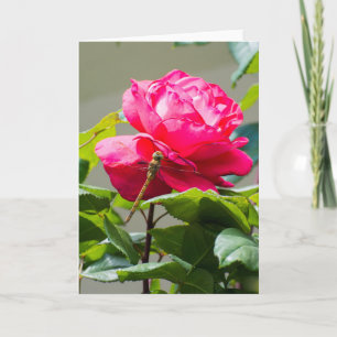 Dragonfly sitting on the red rose flower card