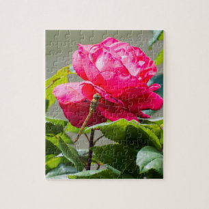 Dragonfly sitting on the red rose flower jigsaw puzzle