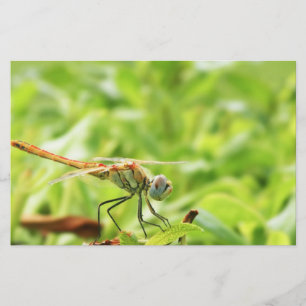 Dragonfly Stationery