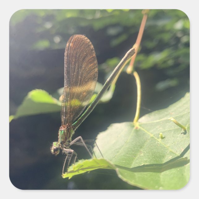 Dragonfly Sticker (Front)
