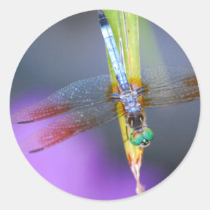 Dragonfly - stickers