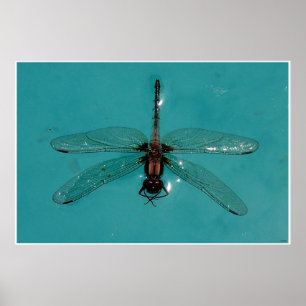 Dragonfly Still Life 1 Poster