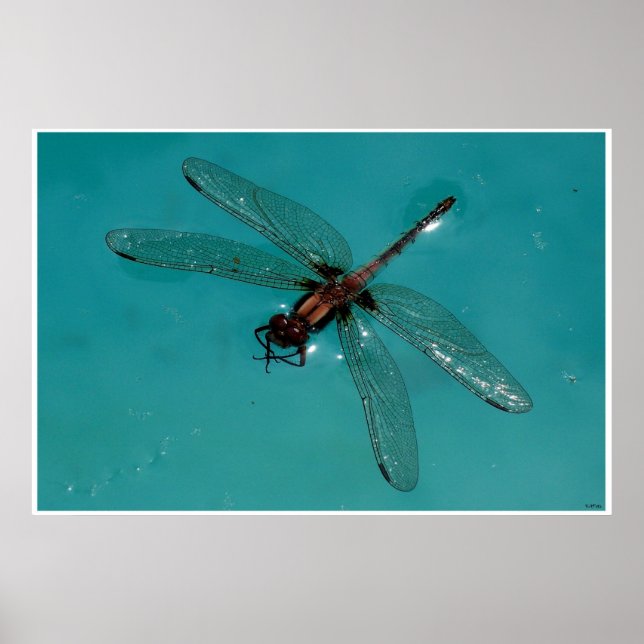Dragonfly Still Life 2 Poster (Front)