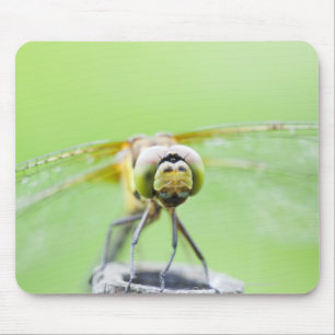 Dragonfly (Sympetrum infuscatum) Mouse Pad