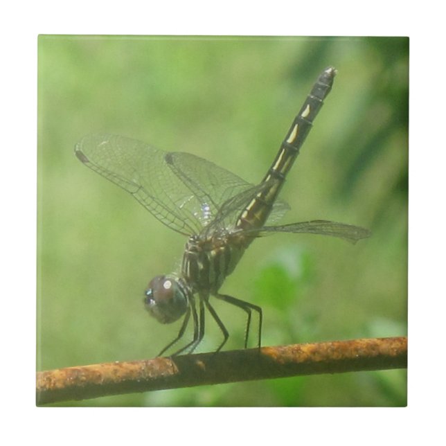 Dragonfly Trivet (Front)