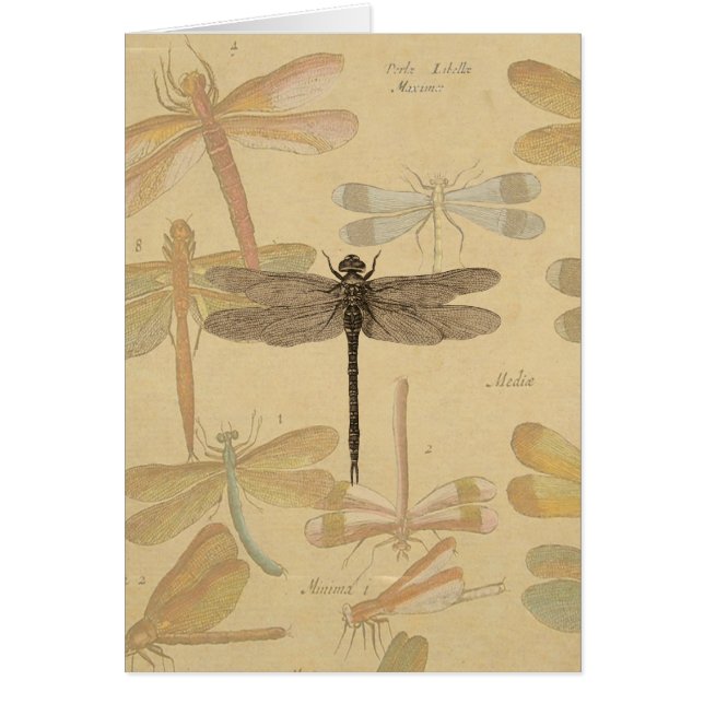 Dragonfly Vintage Antique Classic Nature (Front)