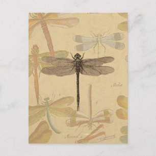 Dragonfly Vintage Antique Classic Nature Postcard