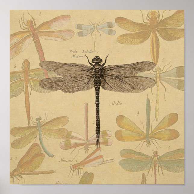 Dragonfly Vintage Antique Classic Nature Poster (Front)