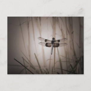 Dragonfly - Vintage look Postcard