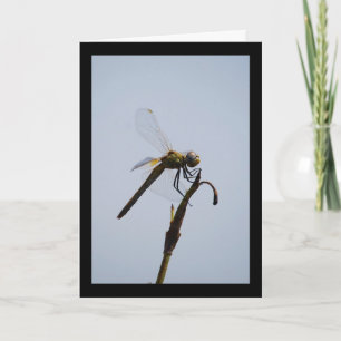 Dragonfly with Cane Stick Portrait Card