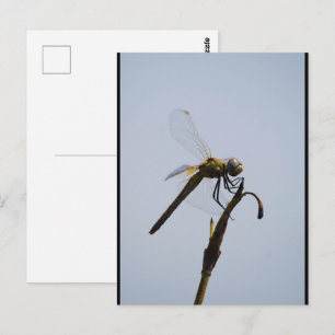 Dragonfly with Cane Stick Portrait Postcard