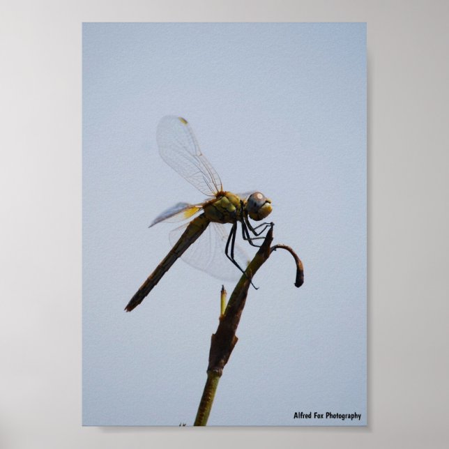 Dragonfly with Cane Stick Portrait Poster (Front)