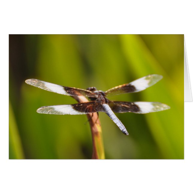 Dragonfly with Sparkly WIngs (Front Horizontal)