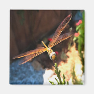 Dragonfly With Sunlight Gilded Wings Magnet