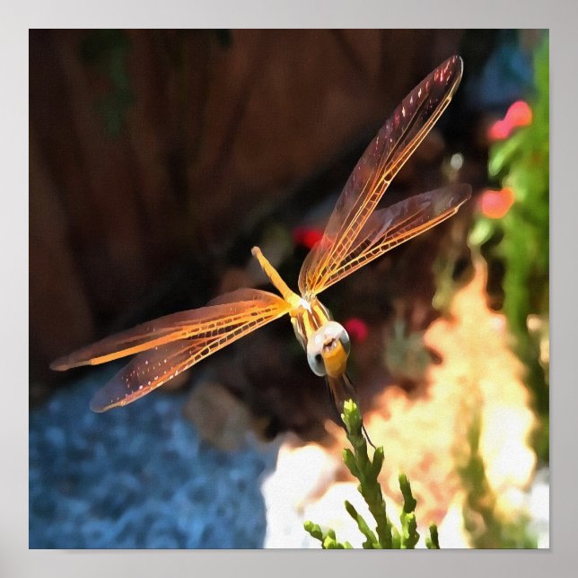 Dragonfly With Sunlight Gilded Wings Poster (Front)