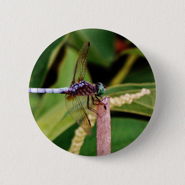 Dragonfly with white flowers 6 cm round badge (Front)
