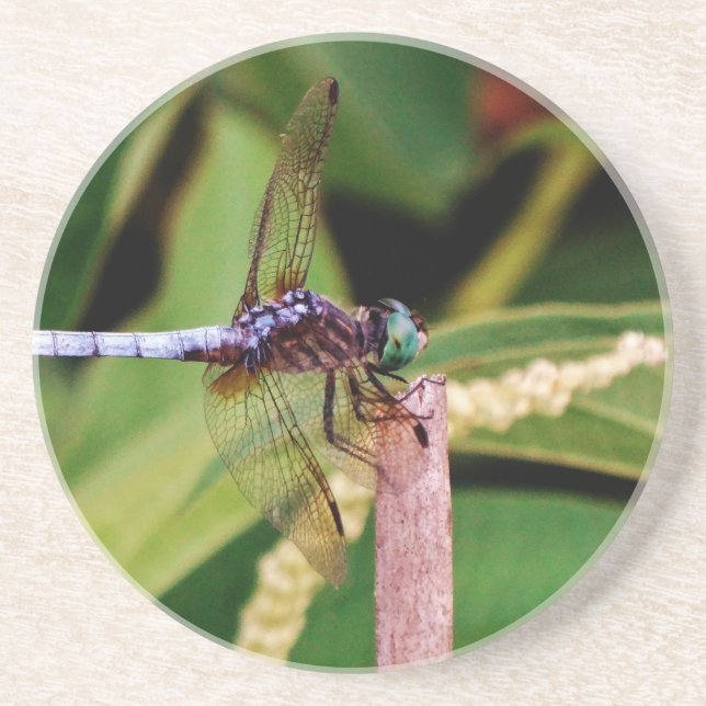 Dragonfly with white flowers coaster (Front)