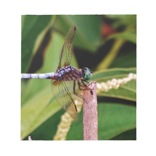 Dragonfly with white flowers notepad (Front)