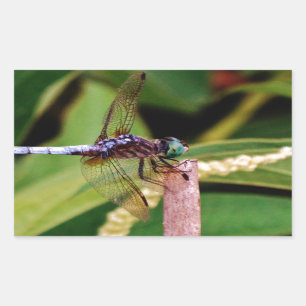Dragonfly with white flowers rectangular sticker
