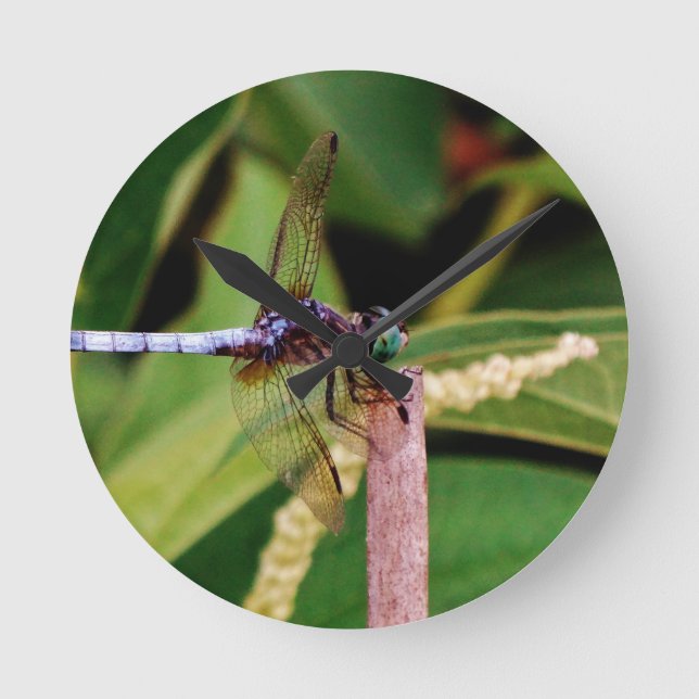 Dragonfly with white flowers round clock (Front)