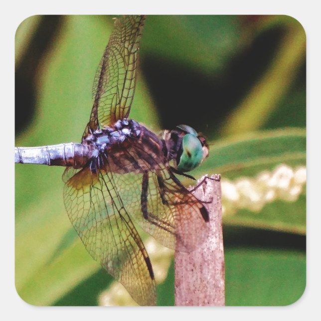 Dragonfly with white flowers square sticker (Front)