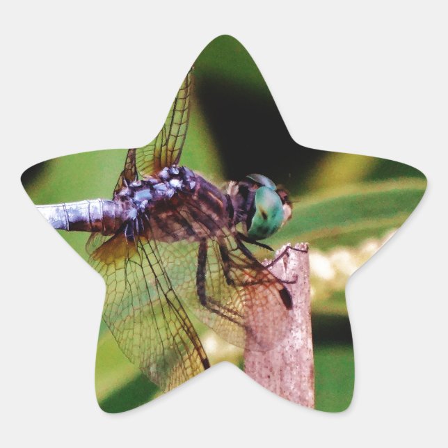 Dragonfly with white flowers star sticker (Front)