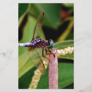 Dragonfly with white flowers stationery