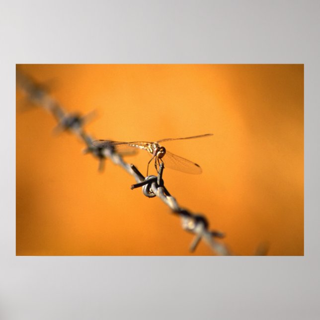 Dragonwire Poster (Front)