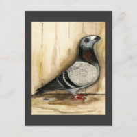Dragoon Pigeon Blue Grizzle