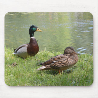 Drake and duck in the wild mouse pad